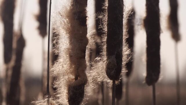 dry cattail seeds sway in the wind close up