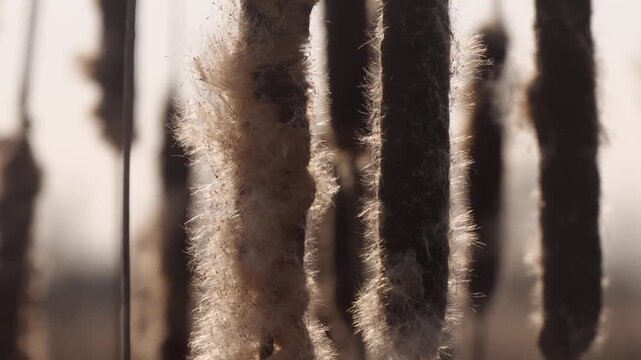 dry cattail seeds sway in the wind close up
