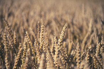 Fototapeta premium Wheat plants grow tall in a field under the sun. The stalks are golden and ready for harvest. The scene shows the abundance of crops during the summer months in a rural area.