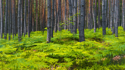 Obraz premium Many green ferns cover the ground in a dense forest. Tall trees rise above the ferns, creating a natural environment. Sunlight filters through the leaves, showing the greenery.