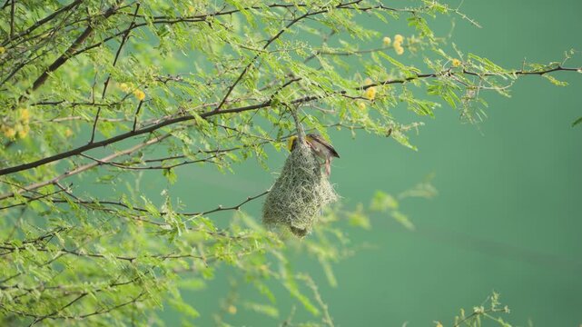Weaver bird building nest on tree branch, Baya weaver bird making hanging nest, Small bird weaving nest in green tree, Nature scene of bird nest construction stock video.