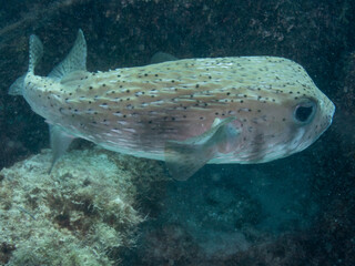Porcupinefish © Neil