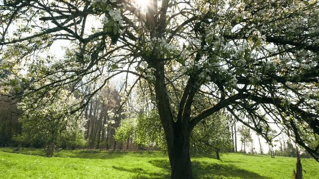 Beautiful blossoming tree on a meadow in spring, with slow movement toward the sun behind the branches