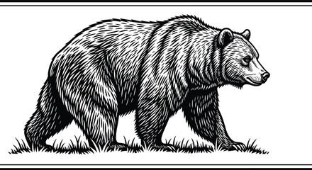 Fototapeta premium Grizzly bear walking on grass field silhouette collection cad drawing flat vector illustration for wildlife nature forest and zoo design.