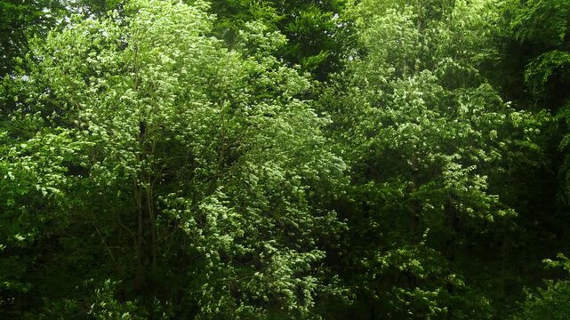 Branches of green deciduous trees with lush foliage in summer moving beautifully in gusts of wind and rain