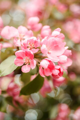 Fototapeta premium A close-up of a delicate pink flower on a branch. Spring tree blooms.
