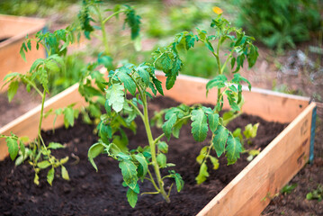 Young tomato plants growing in a raised garden bed