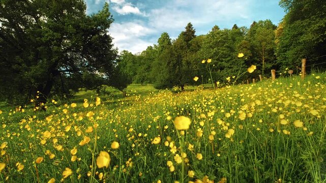 Idyllic rural meadow with blossoming yellow spring flowers, green trees and blue sky