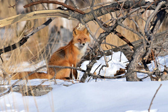 A Red Fox (Vulpes vulpes) soaks up Alaska winter sunshine while staying near its den in an old deadfall.