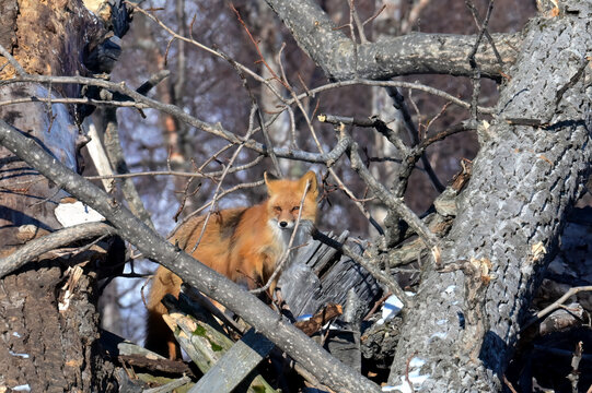 A Red Fox (Vulpes vulpes) soaks up Alaska winter sunshine while staying near its den in an old deadfall.