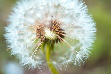 white dandelion (Taraxacum) close-up