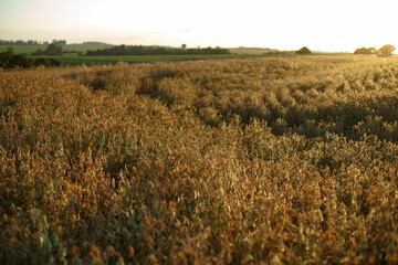 Soja seca para colheita, soja