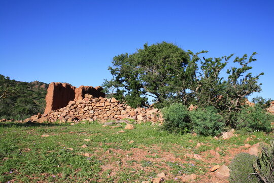 Old clay and stone houses in the Little Atlas Mountains, surrounded by argan trees and wild grasses, reflecting rural life and history near Arbaa Sahel, Tiznit, Morocco. Photo taken Feb 15, 2026. 