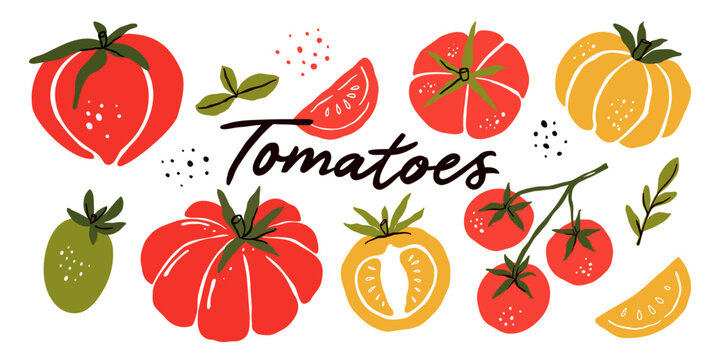 Tomato illustration. Hand drawn heirloom cherry grape plum and sliced tomatoes. Red yellow green vegetable collection. Botanical food drawing