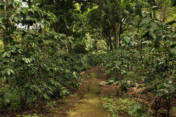 Fototapeta premium paisaje colombiano