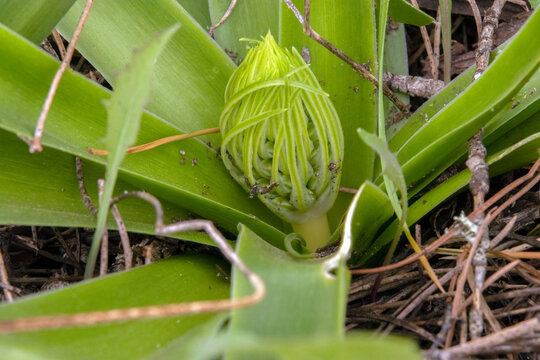 Empezando un nuevo ciclo con el comienzo de la primavera esta preciosa Scilla peruviana (Esquila portuguesa) "flor de la corona, flor de la pi&ntilde;a, jacinto azul estrellado"