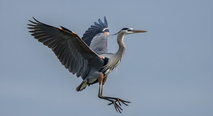 Obraz premium Side view of great blue heron spreading its wings, isolated on neutral background. Concept of wildlife, freedom, bird behavior, natural elegance, and wilderness observation.