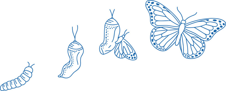 Blue line drawing of butterfly life cycle stages caterpillar chrysalis and butterfly Keywords: butterfly, life cycle