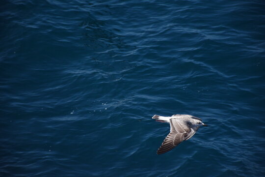 Seagull between Korfu island and Igumenica Port