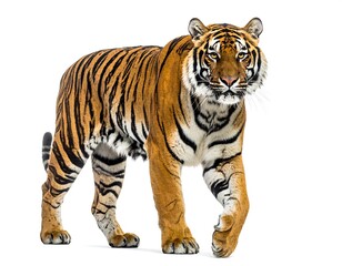 Obraz premium Majestic tiger strides, orange fur contrasted with dark stripes, eyes focused forward on a clean white background