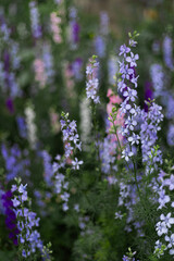 Obraz premium Beautiful blooming garden flowers in mixed pastel shades creating a vibrant floral background in nature