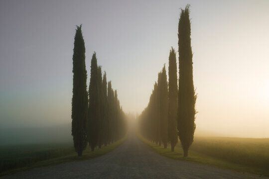 Rows of cypress trees along a road on a misty day, San Quirico d'Orcia, Val D'Orcia, Tuscany, Italy