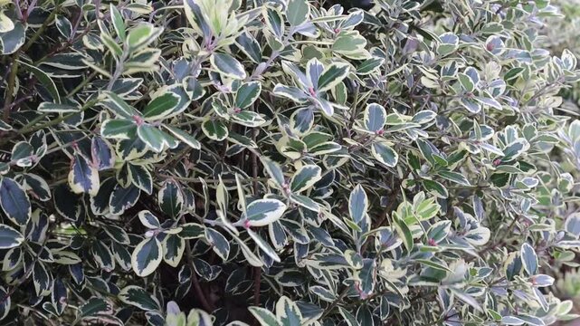 Variegated branches of Metrosideros excelsa, also known as Pohutukawa, New Zealand Christmas tree or iron tree, gently swaying in a garden. Soft focus and shallow depth of field create a calm natural 