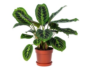 Fototapeta premium Maranta plant in a brown pot with striking striped leaves against a bright white background
