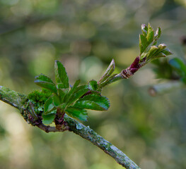 Fototapeta premium A close-up shot of new green leaves unfurling from a branch in spring.