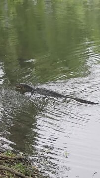 Monitor Lizards inside Benjikitti Park in Bangkok