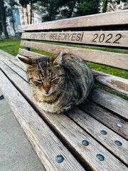 Stray tabby cat resting on a wooden bench in a public park in Istanbul, Turkey. Urban street cat relaxing outdoors with natural light and shallow depth of field.