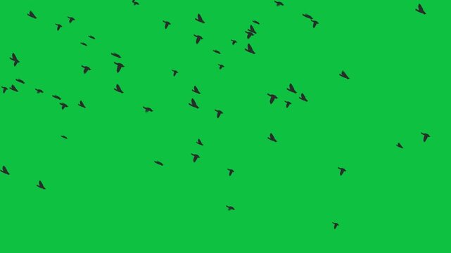 Flying Black Birds Flock Animation on Green Screen
