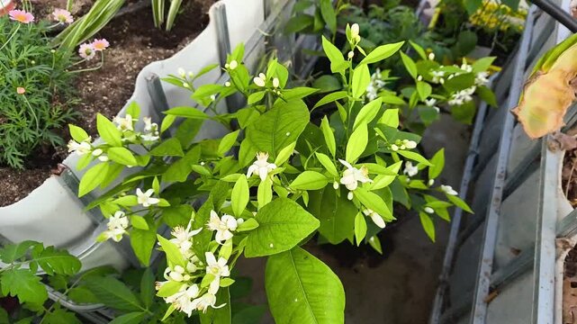 Real Life Authentic Non-AI Video of Blooming Citrus Tree with White Fragrant Blossoms in Spring Greenhouse