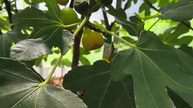 Real Life Authentic Non-AI Video of Ripening Figs on a Fig Tree inside a Home Greenhouse for Hobby Gardening and Self-sufficiency