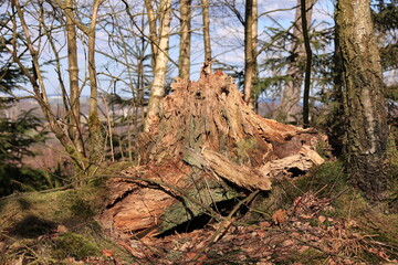 Obraz premium Alter Baumstumpf im Naturschutzgebiet Stilleking bei Lüdenscheid in Nordrhein-Westfalen 