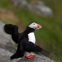 Atlantic puffin flapping wings on a rocky cliff. Seabird with bright orange beak and feet against a soft green coastal background.