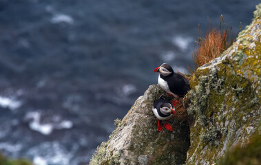 Two Atlantic puffins perched on a rocky sea cliff above the ocean. Seabirds with bright orange beaks and feet nesting on a rugged coastal slope