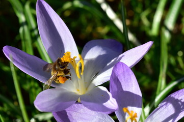 Biene in einer Krokusbl&uuml;te
