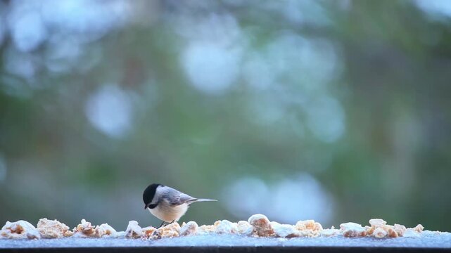 Black-capped chickadee small cute female bird, scared perched on balcony on cold winter snow in Virginia, eating suet feed macro closeup