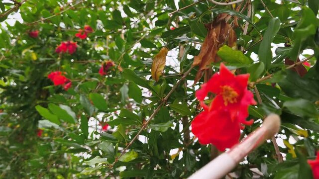 Real Life Authentic Video of Hand Pollinating Pomegranate Flowers with a Brush inside a Greenhouse for Better Fruit Set