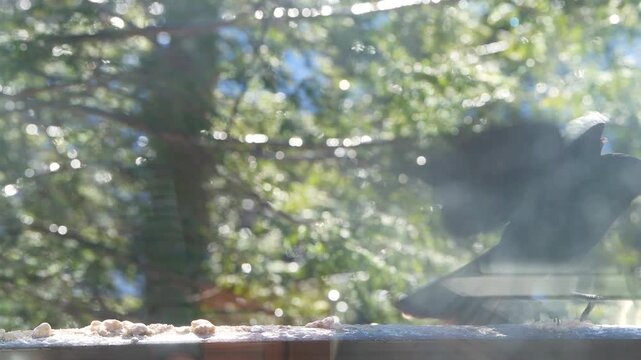 Fish crow bird landing, perched on balcony on sunny cold winter snow in Virginia, eating suet feed macro closeup