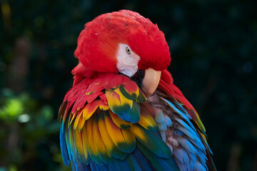close up of a red parrot ( ara macao macao) © Ana Tramont