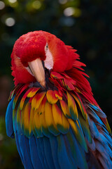 Fototapeta premium scarlet macaw, ara macao macao