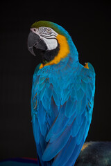 Fototapeta premium blue and yellow macaw