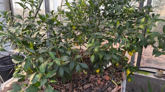 Real Life Authentic Video of Limequat Tree with Many Small Fruits Growing in a Pot inside a Home Greenhouse