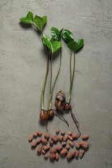 Vertical close-up photo of two young green zamioculcas sprouts with small tubers and bare roots lying on a gray concrete floor with fine expanded clay aggregate. Concept of houseplant care, gardening.