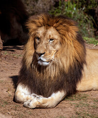 Obraz premium African Lion (Panthera Leo)