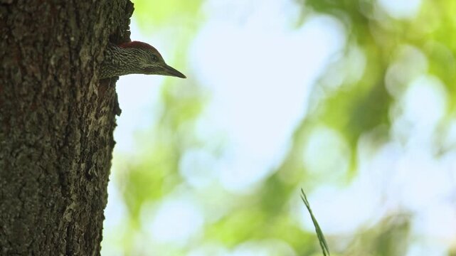 Parent Green Woodpecker encouraging fledgling to leave nest hole with original sound. Adult and juvenile bird vocalizing