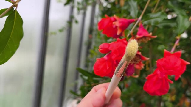 Real Life Authentic Video of Hand Pollinating Pomegranate Flowers with a Brush inside a Greenhouse for Better Fruit Set