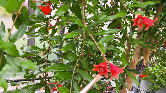 Real Life Authentic Video of Hand Pollinating Pomegranate Flowers with a Brush inside a Greenhouse for Better Fruit Set